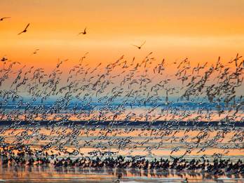 Grote aantallen vogels maken gebruik van het dynamische waddengebied. Foto: Marcel van Kammen