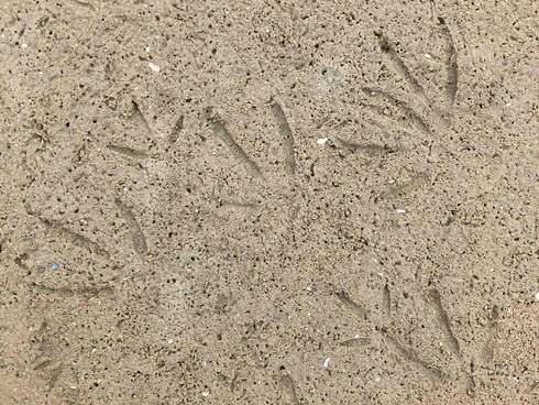 Afdrukken van vogelpootjes in het zand
