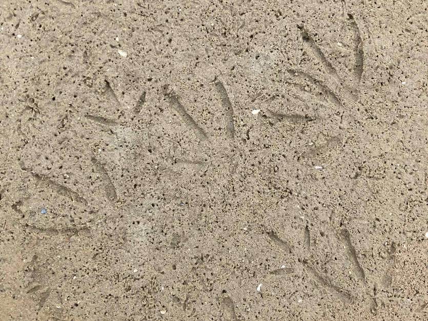 Afdrukken van vogelpootjes in het zand