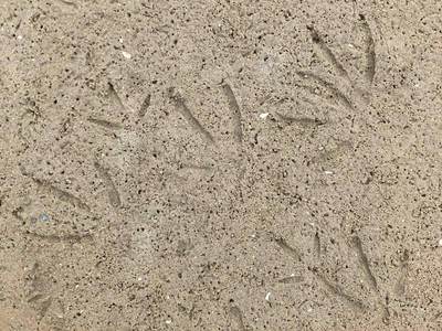 Afdrukken van vogelpootjes in het zand
