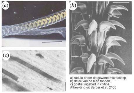 a) radula onder de gewone microscoop, b) detail van de rijen tanden, c) goetiet ingebed in chitine. Afbeelding uit Barber et.al. 2105