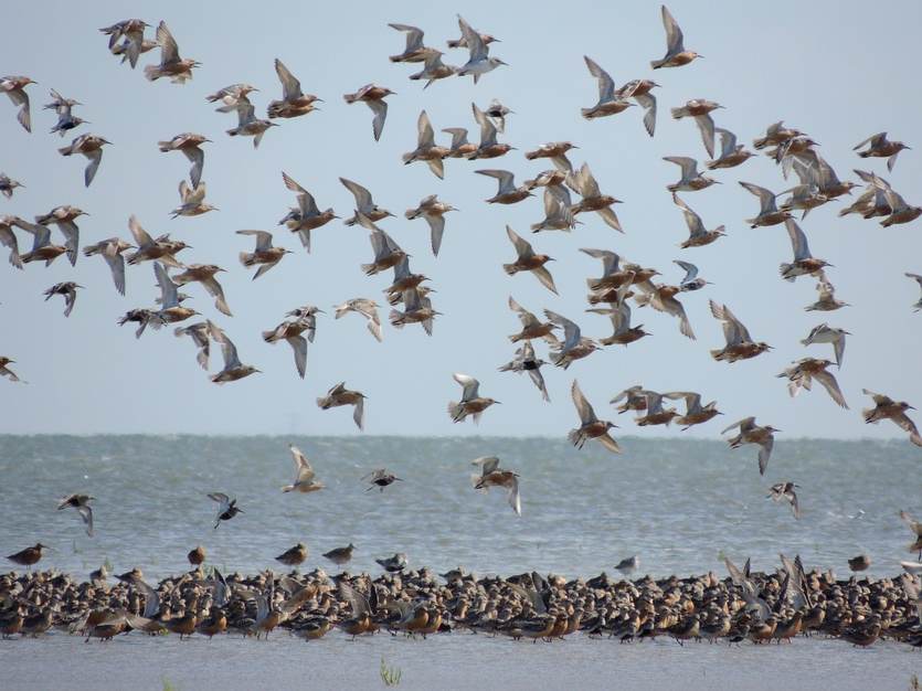 Kanoeten op het wad. Foto: Mark Zekhuis_Saxifraga