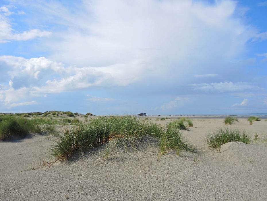 Embryoduinen voor het Groene strand van Schiermonnikoog (foto Cora de Leeuw) Embryoduinen voor het Groene strand van Schiermonnikoog (foto Cora de Leeuw)