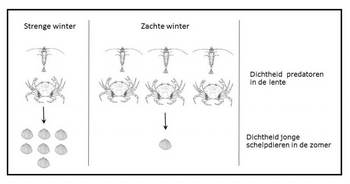 Figuur: De positieve invloed van strenge winters op het voortplantingssucces van schelpdieren is een gevolg van de negatieve invloed van een lage temperatuur op de talrijkheid van garnalen en krabben. Deze voeden zich met de jongste, nog heel kwetsbare, kleine schelpdieren die zich net op de wadbodem hebben gevestigd.
