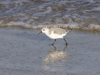 Drieteenstrandloper. Foto: Arie de Knijf via Saxifraga