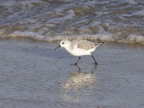 Drieteenstrandloper. Foto: Arie de Knijf via Saxifraga