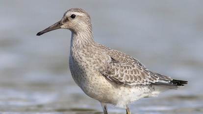 Kanoet. Foto: Mark Zekhuis via Saxifraga