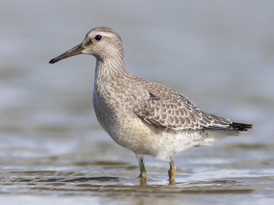 Kanoet. Foto: Mark Zekhuis via Saxifraga