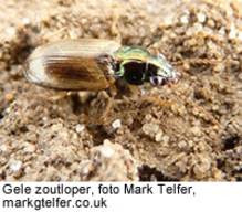 Gele zoutloper, foto Mark Telfer, markgtelfer.co.uk