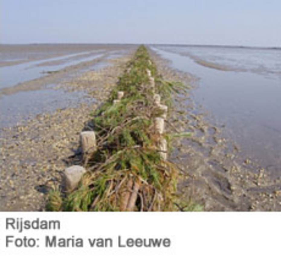 Rijsdam: Foto Maria van Leeuwe