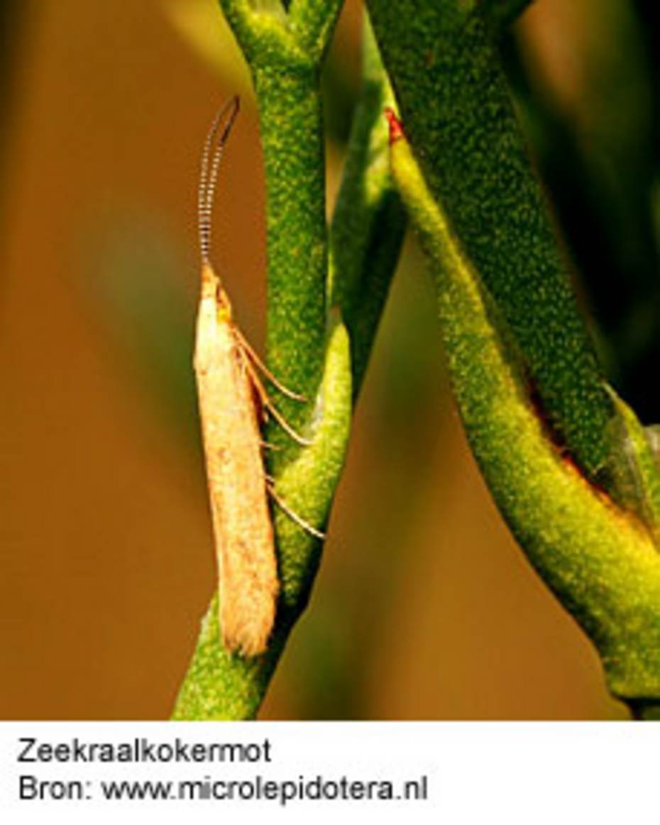 Zeekraalkokermot. Bron: www.microlepidotera.nl