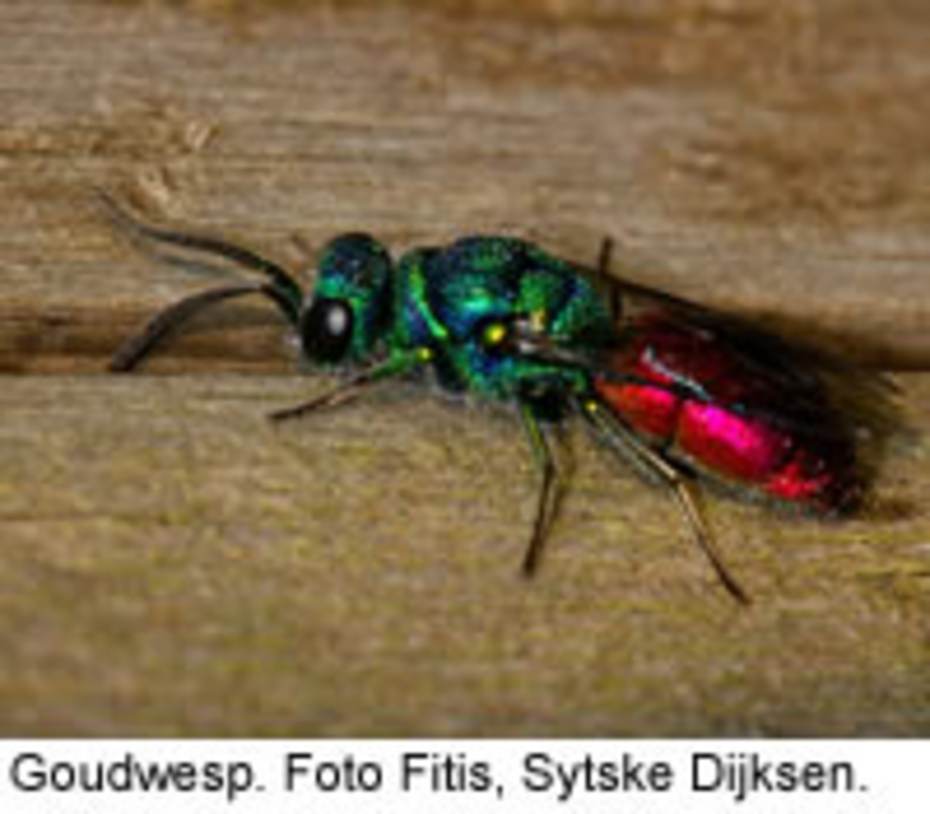 Goudwesp. Foto: Foto Fitis Sytske Dijksen