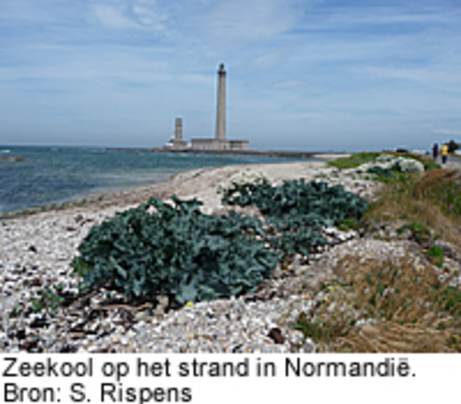 Zeekool op het strand in Normandië. Bron: S. Rispens.