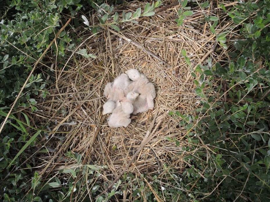 Jongen Bruine kiekendief. Foto: Johan Krol