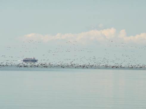 Zwermen vogels op het wad met op de achtergrond een excursieboot. Foto: Waddenacademie.