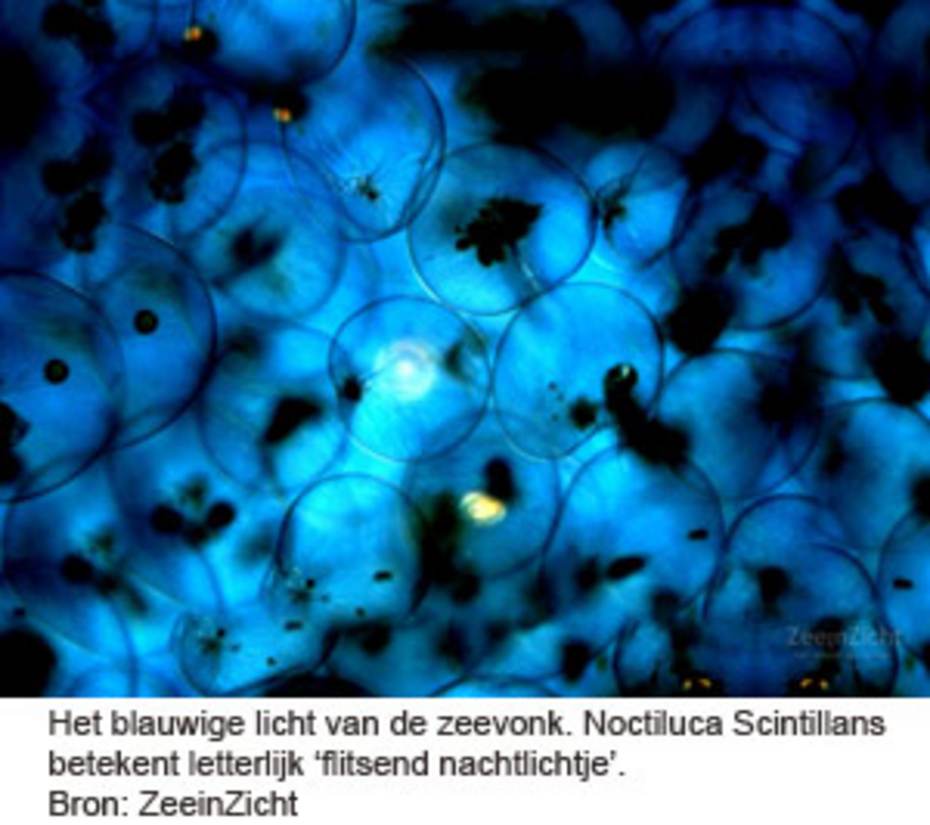 Het blauwige licht van de zeevonk. Noctiluca scintillans betekent letterlijk 'flitsend nachtlichtje'. Bron: Zeeininzicht.
