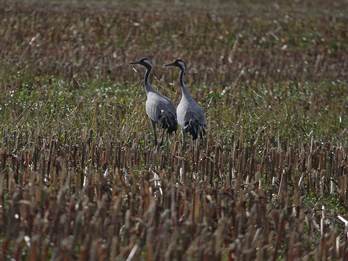 Kraanvogels. Foto: Saxifraga-Jan Nijendijk