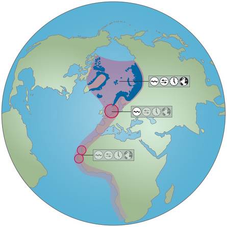 Figuur Oost-Atlantische trekroute. Bron: J. Reneerkens, 2020