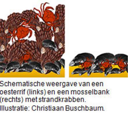 Schematische weergave van een oesterrif (links) en een mosselbank (rechts) met strandkrabben. Illustratie: Christiaan Buschbaum.