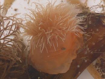 Zeeannemoon op een mossel. Foto: Waddenvereniging