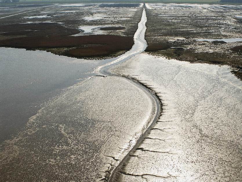 Silb in de Dollard. Foto: RWS Joop van Houdt