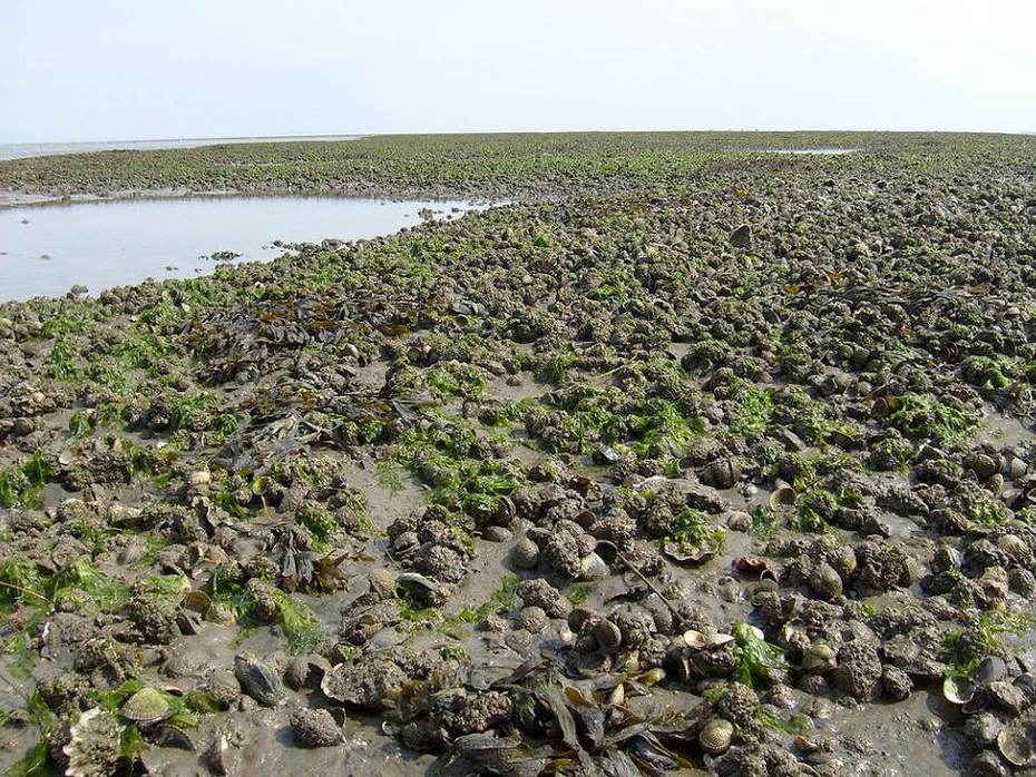 Bank met kokkels, mosselen en japanse oester in de Waddenzee. Foto: Wikimedia