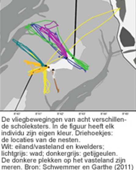 De vliegbewegingen van acht verschillende scholeksters. In de figuur heeft elk individu zijn eigen kleur. Driehoekjes: de locaties van de nesten. Wit: eiland/vasteland en kwelders; lichtgrijs: wad; donkergrijs: getijgeulen. De donkere plekken op het vaste