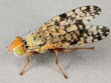 Zulte boorvlieg, bron: Janet Graham, CC BY 2.0 <https://creativecommons.org/licenses/by/2.0>, via Wikimedia Commons