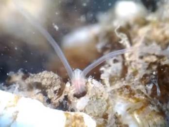Volwassen kokerworm Polydora cornuta in zijn behuizing. Bron: Monterey Bay Aquarium.