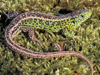 Mannetje zandhagedis. Foto: Saxifraga-Edo van Uchelen