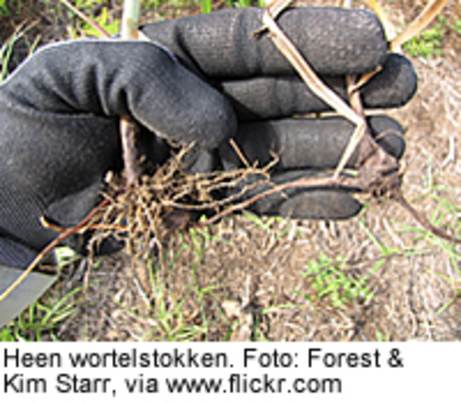 Heen wortelstokken. Foto: Forest en Kim Starr, via www.flickr.com