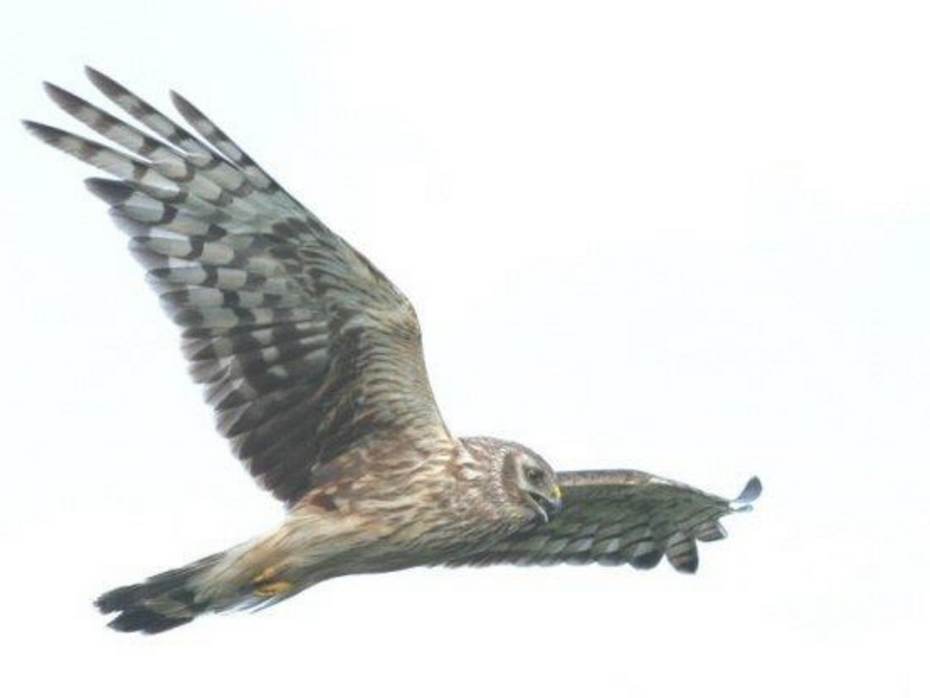 Blauwe kiekendief. Foto: Johan Krol