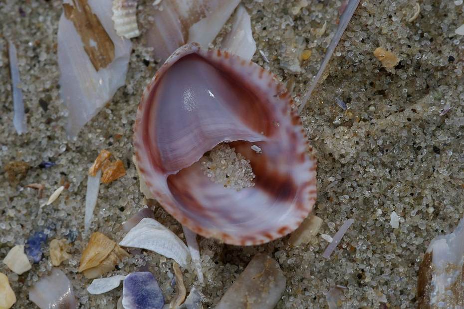 Schelp van een muiltje. Bron: Foto Fitis Sytske Dijksen