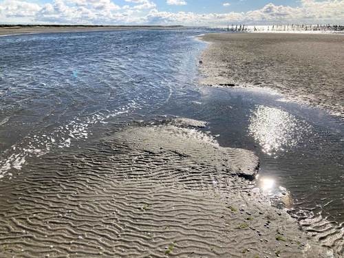 Geul en plaat in de Waddenzee