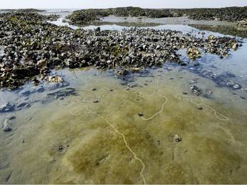 Slakkensporen op het wad