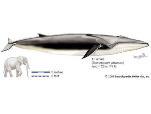 Gewone vinvis. Bron: https://www.britannica.com/animal/fin-whale