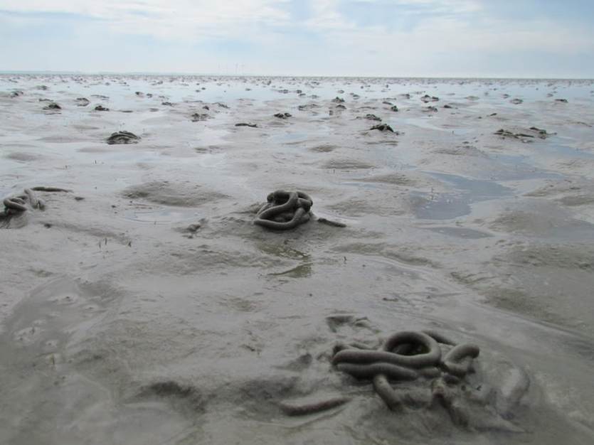 [Translate to english:] Wadpieren op de wadplaat