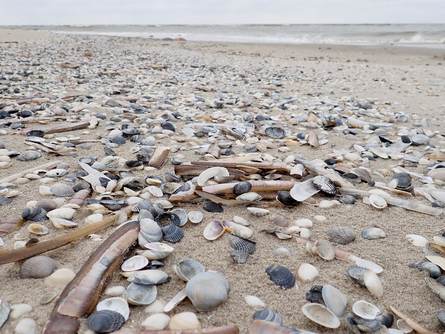 In de vloedlijn van het Noordzeestrand kunnen ook fossielen worden aangetroffen. Foto: Henk Postma