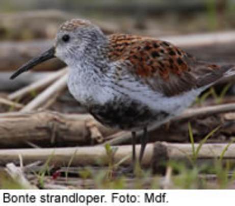 Bonte strandloper. Foto: Mdf.