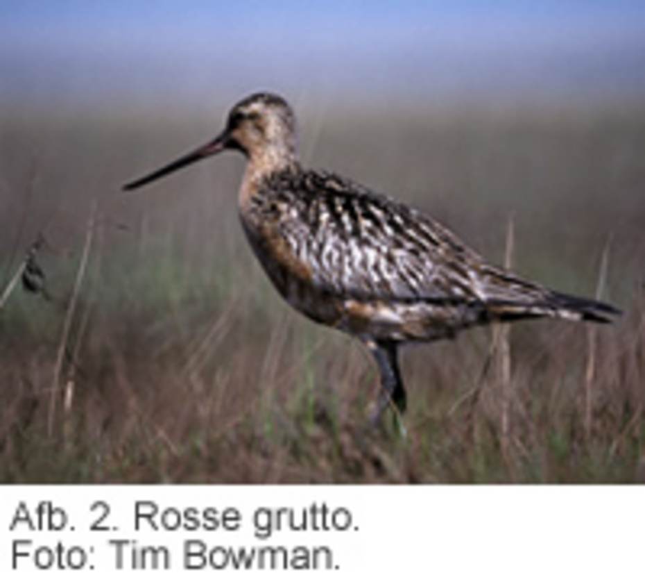 Afb. 2. Rosse grutto. Foto: Tim Bowman