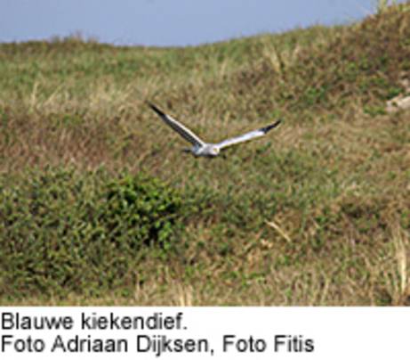 Blauwe kiekendief. Foto:Adriaan Dijksen, Foto Fitis