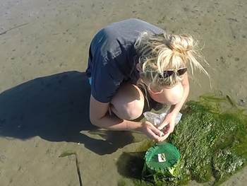 Anouk Goedknegt aan het werk in veld. Foto: NIOZ