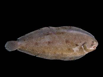 Zeetong. Foto: Hans Hillewaart, Wikimedia