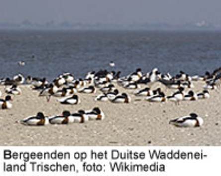 Bergeenden op het Duitse waddeneiland Trischen