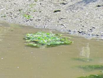 Zeewier drijvend in een geul op het wad