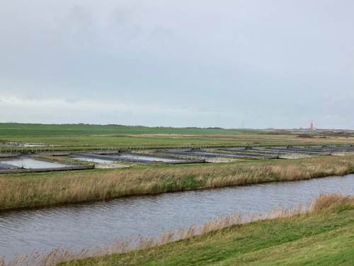 Polder Wassenaar op Texel. Foto: TS