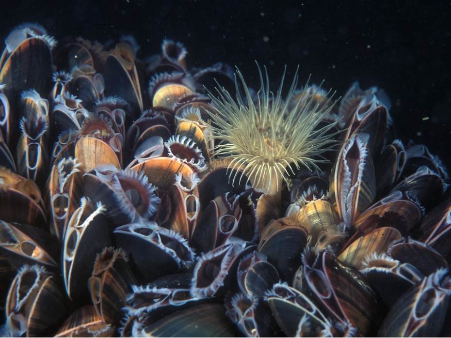 De gewone mossel (mytilus edulis), die zijn schelp dichtdoet bij harde geluiden. Foto Eric Gibcus