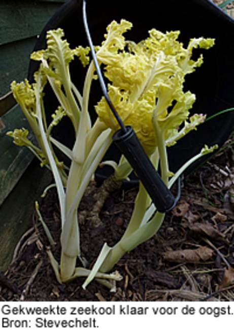 Gekweekte zeekool klaar voor de oogst. Bron: Stevechelt.