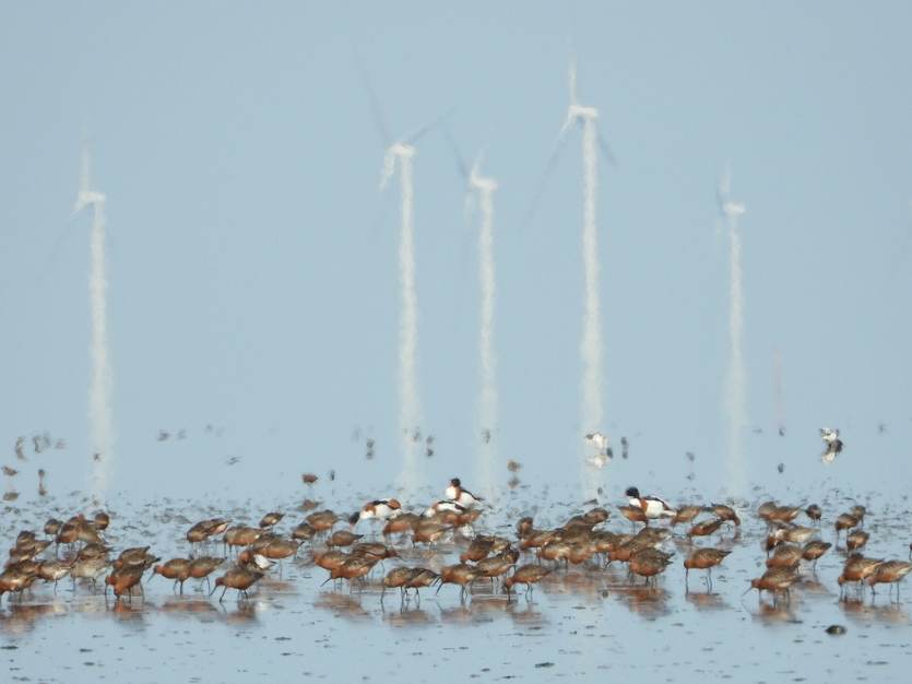 Opvettende Rosse Grutto’s foerageren op slijkgarnaaltjes in de Waddenzee, bij Balgzand. Foto: NIOZ 