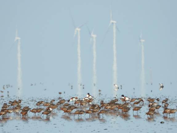 Opvettende Rosse Grutto’s foerageren op slijkgarnaaltjes in de Waddenzee, bij Balgzand. Foto: NIOZ 